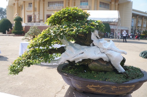 La liệt bonsai độc lạ giá cả cây vàng đại náo thị trường Tết 2018